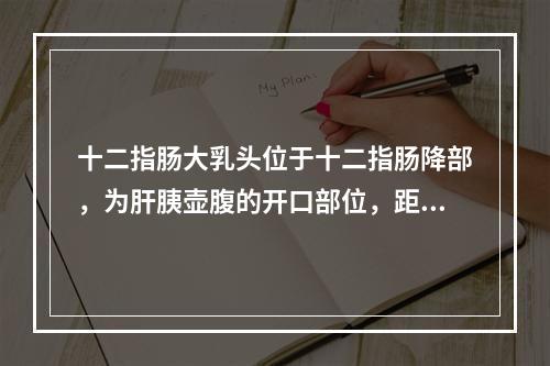 十二指肠大乳头位于十二指肠降部，为肝胰壶腹的开口部位，距中切