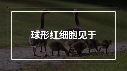 球形红细胞见于