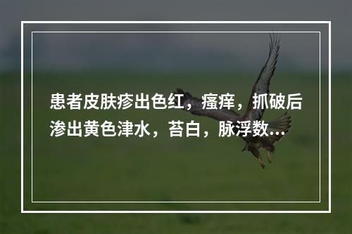 患者皮肤疹出色红，瘙痒，抓破后渗出黄色津水，苔白，脉浮数。