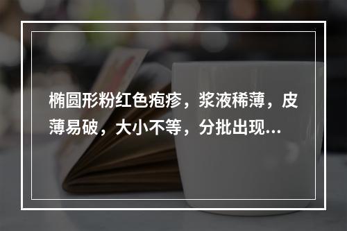 椭圆形粉红色疱疹，浆液稀薄，皮薄易破，大小不等，分批出现者是