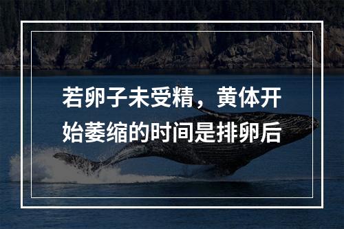 若卵子未受精，黄体开始萎缩的时间是排卵后