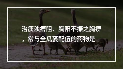 治痰浊痹阻、胸阳不振之胸痹，常与全瓜蒌配伍的药物是