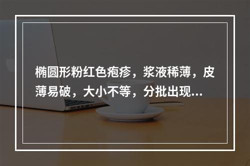 椭圆形粉红色疱疹，浆液稀薄，皮薄易破，大小不等，分批出现者是