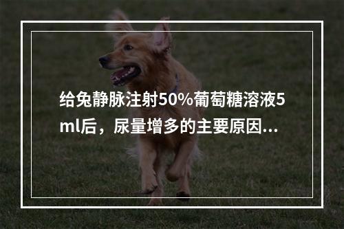 给兔静脉注射50%葡萄糖溶液5ml后，尿量增多的主要原因是（