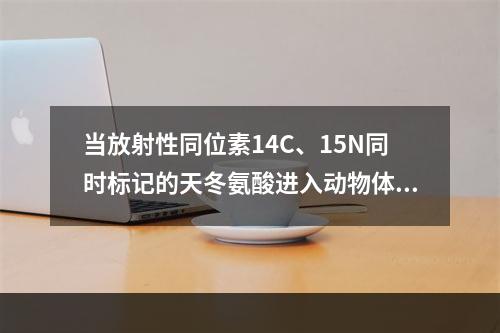 当放射性同位素14C、15N同时标记的天冬氨酸进入动物体内时