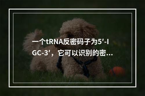 一个tRNA反密码子为5′-IGC-3′，它可以识别的密码