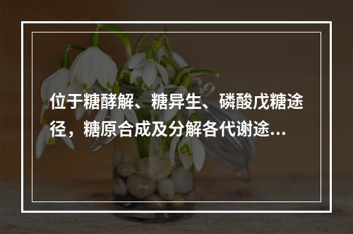 位于糖酵解、糖异生、磷酸戊糖途径，糖原合成及分解各代谢途径交