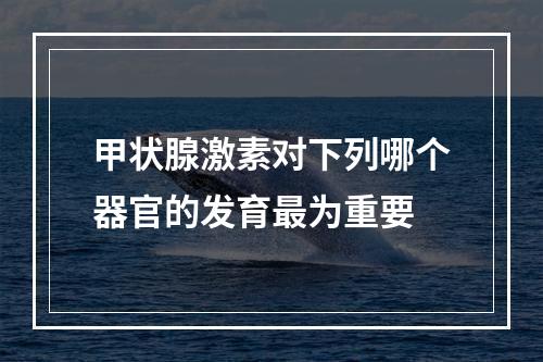 甲状腺激素对下列哪个器官的发育最为重要