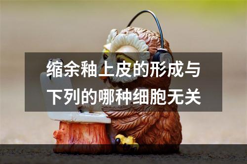 缩余釉上皮的形成与下列的哪种细胞无关