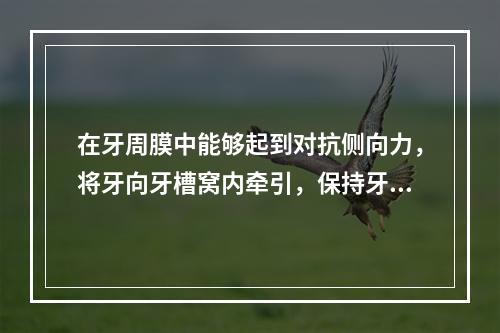 在牙周膜中能够起到对抗侧向力，将牙向牙槽窝内牵引，保持牙齿直