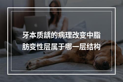 牙本质龋的病理改变中脂肪变性层属于哪一层结构