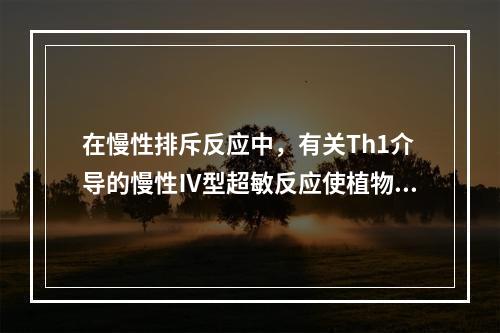 在慢性排斥反应中，有关Th1介导的慢性Ⅳ型超敏反应使植物发生