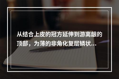 从结合上皮的冠方延伸到游离龈的顶部，为薄的非角化复层鳞状上皮