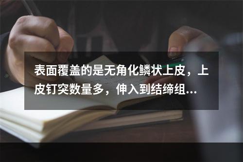 表面覆盖的是无角化鳞状上皮，上皮钉突数量多，伸入到结缔组织中