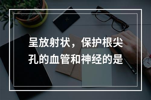 呈放射状，保护根尖孔的血管和神经的是