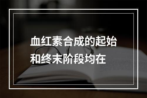 血红素合成的起始和终末阶段均在