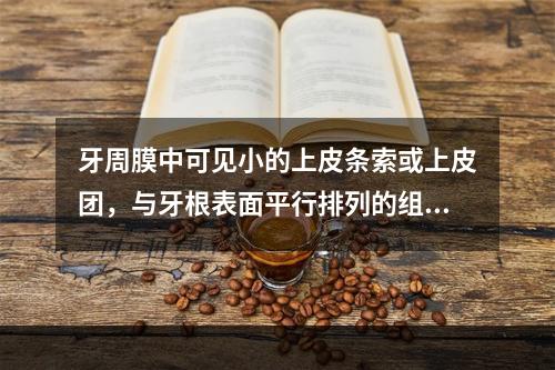 牙周膜中可见小的上皮条索或上皮团，与牙根表面平行排列的组织为