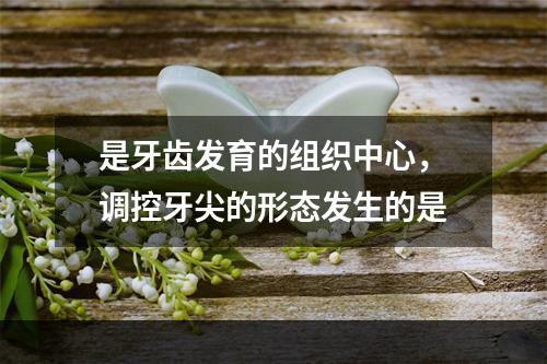 是牙齿发育的组织中心，调控牙尖的形态发生的是