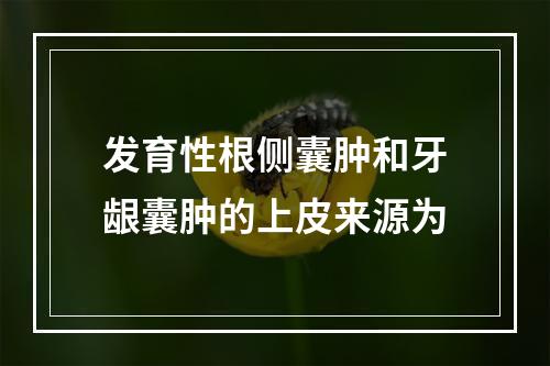 发育性根侧囊肿和牙龈囊肿的上皮来源为