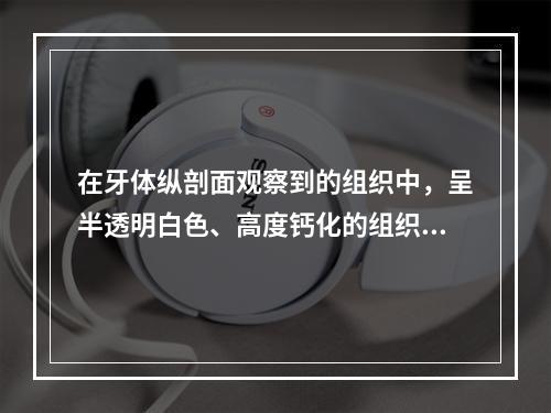 在牙体纵剖面观察到的组织中，呈半透明白色、高度钙化的组织是