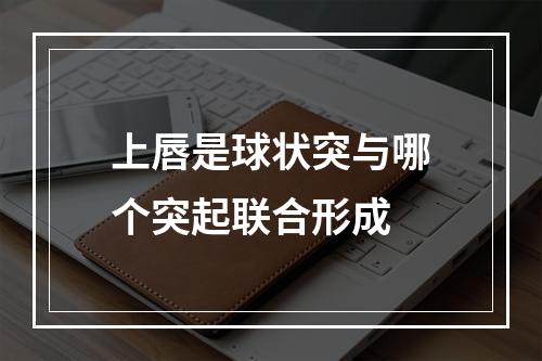 上唇是球状突与哪个突起联合形成