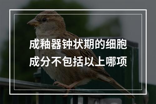 成釉器钟状期的细胞成分不包括以上哪项