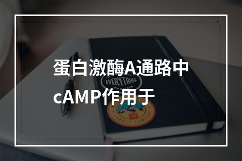 蛋白激酶A通路中cAMP作用于