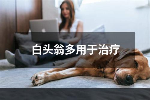 白头翁多用于治疗