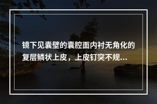 镜下见囊壁的囊腔面内衬无角化的复层鳞状上皮，上皮钉突不规则，