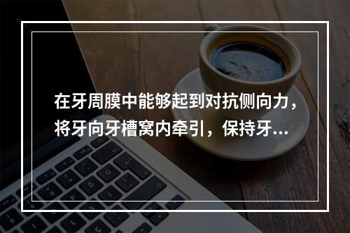 在牙周膜中能够起到对抗侧向力，将牙向牙槽窝内牵引，保持牙齿直