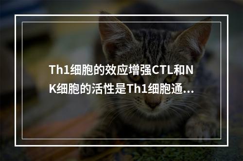 Th1细胞的效应增强CTL和NK细胞的活性是Th1细胞通过产