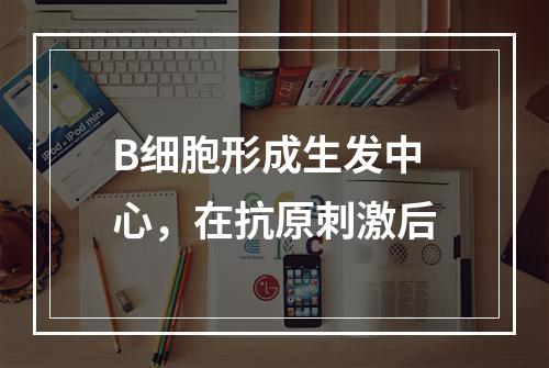 B细胞形成生发中心，在抗原刺激后