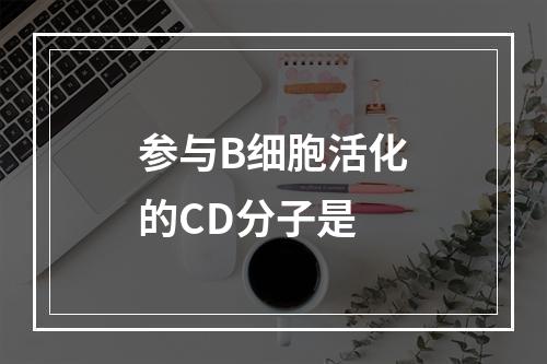 参与B细胞活化的CD分子是