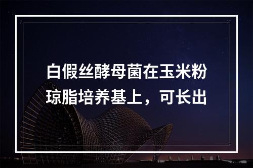 白假丝酵母菌在玉米粉琼脂培养基上，可长出