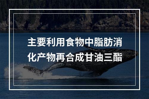 主要利用食物中脂肪消化产物再合成甘油三酯