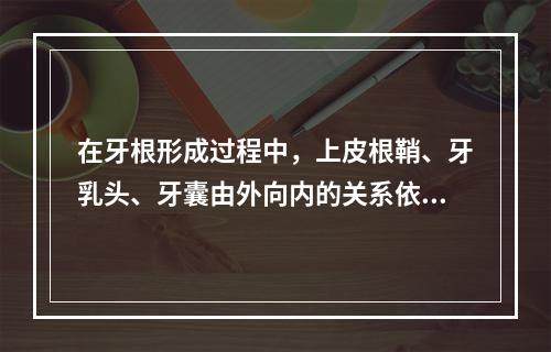 在牙根形成过程中，上皮根鞘、牙乳头、牙囊由外向内的关系依次为