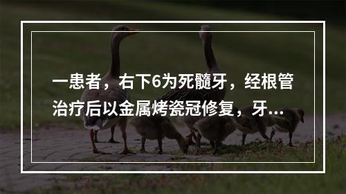 一患者，右下6为死髓牙，经根管治疗后以金属烤瓷冠修复，牙体预