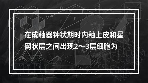 在成釉器钟状期时内釉上皮和星网状层之间出现2～3层细胞为