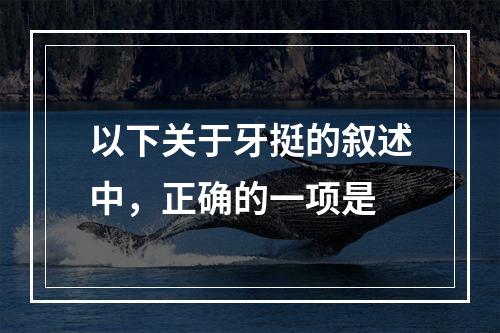 以下关于牙挺的叙述中，正确的一项是