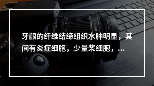 牙龈的纤维结缔组织水肿明显，其间有炎症细胞，少量浆细胞，毛细