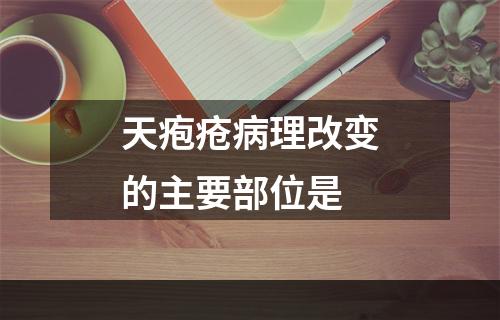 天疱疮病理改变的主要部位是