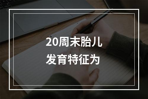 20周末胎儿发育特征为