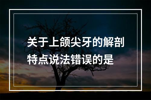 关于上颌尖牙的解剖特点说法错误的是