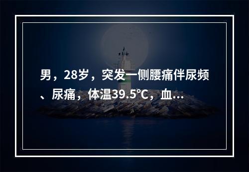 男，28岁，突发一侧腰痛伴尿频、尿痛，体温39.5℃，血压2