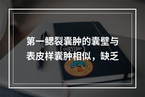 第一鳃裂囊肿的囊壁与表皮样囊肿相似，缺乏