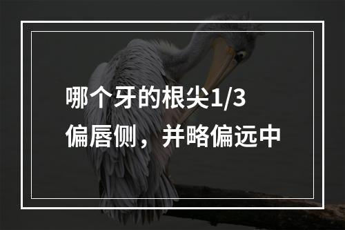 哪个牙的根尖1/3偏唇侧，并略偏远中