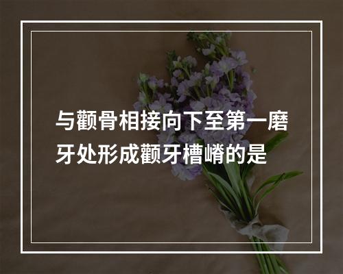 与颧骨相接向下至第一磨牙处形成颧牙槽嵴的是