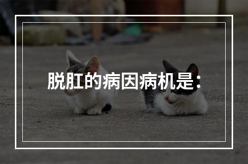 脱肛的病因病机是：