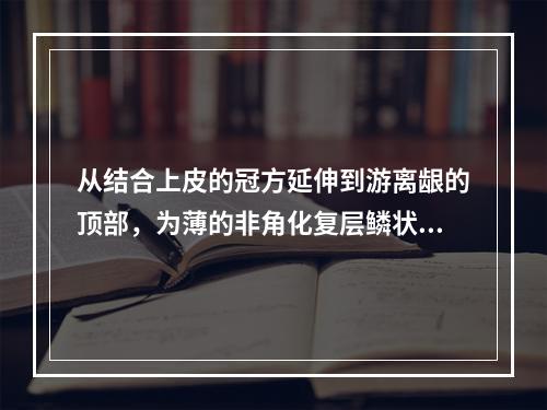 从结合上皮的冠方延伸到游离龈的顶部，为薄的非角化复层鳞状上皮