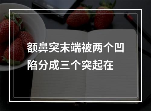 额鼻突末端被两个凹陷分成三个突起在